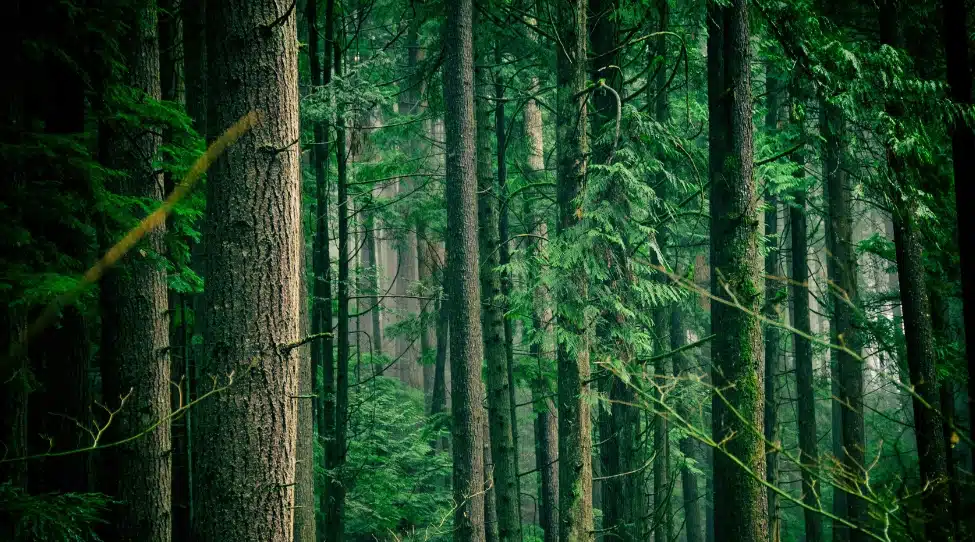 Trees in Deep Cove, North Vancouver